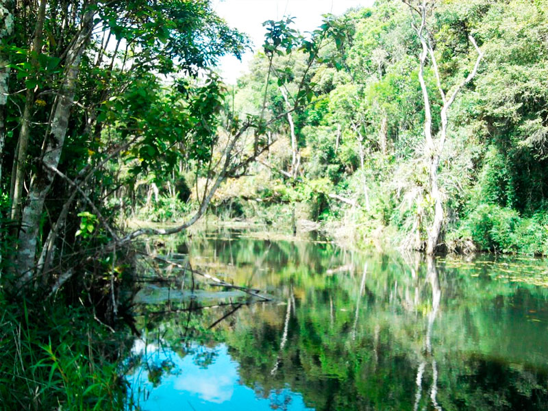 AKbrasil Reserva Serelepe