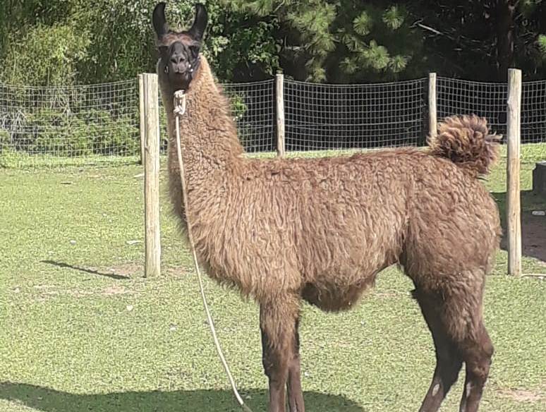 AKbrasil Vila dos Animais 