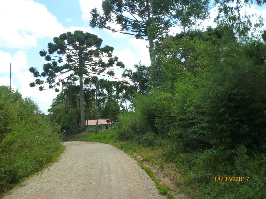 AKbrasil Caminho Guajuvira